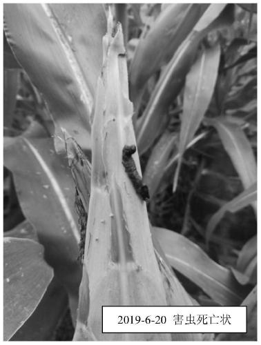 Domestication method and application of nuclear polyhedrosis virus adapted to spodoptera frugiperda