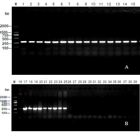 Primer for detecting orchid colletotrichum gloeosporioides molecules and quick detection method