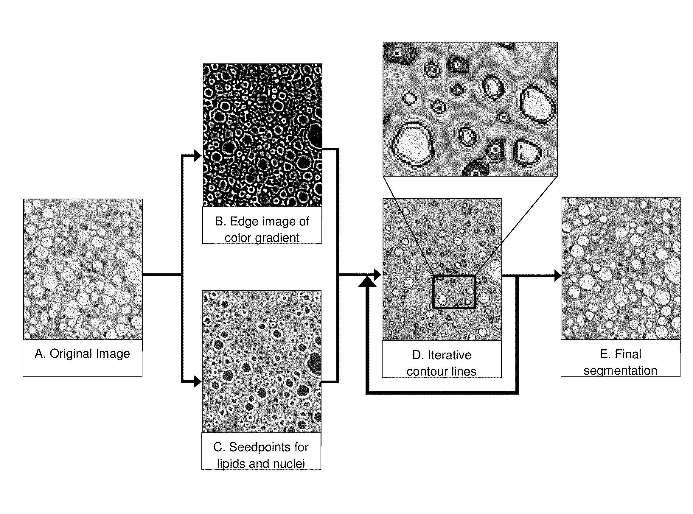 Automated high-content image analysis system and methods and uses thereof