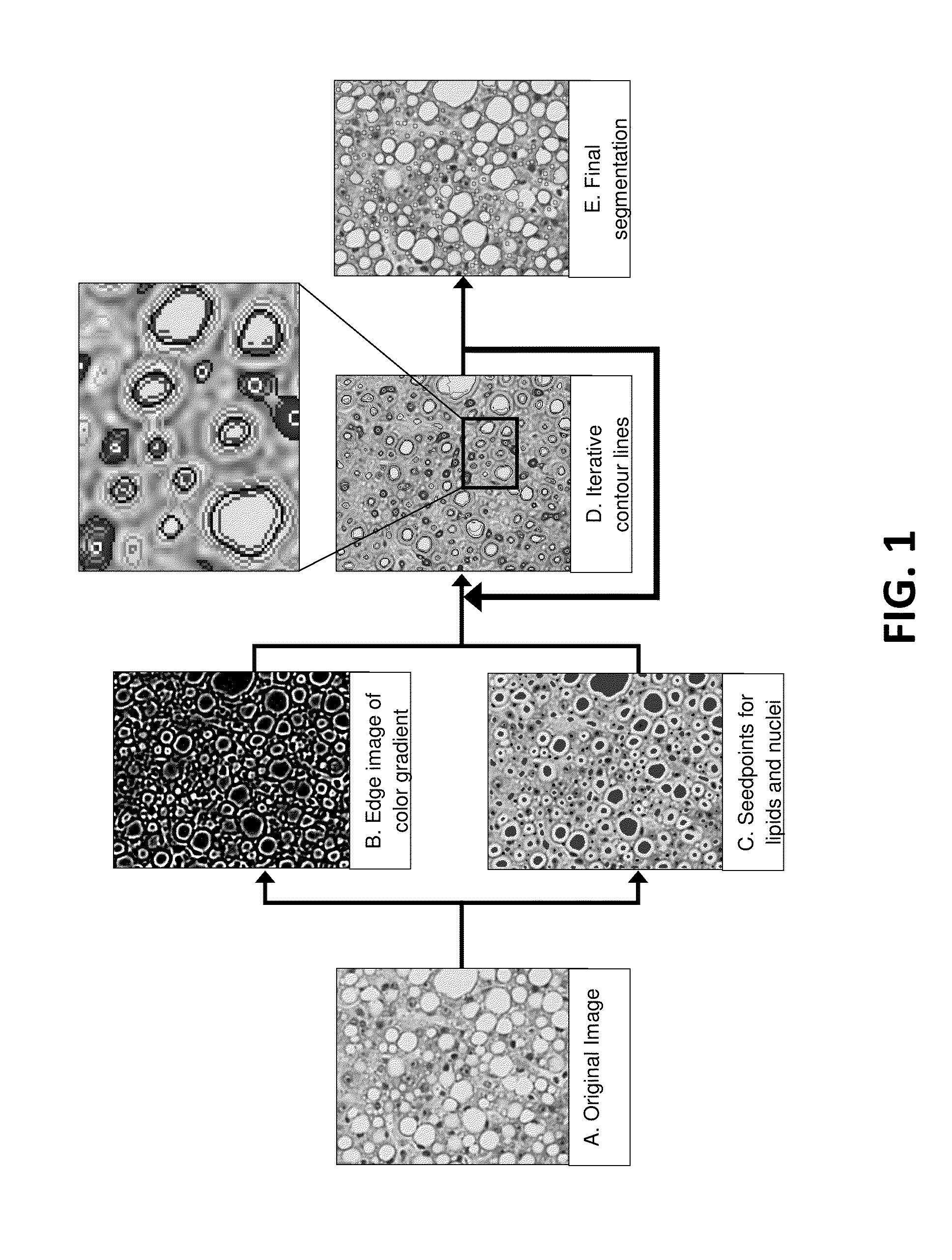 Automated high-content image analysis system and methods and uses thereof