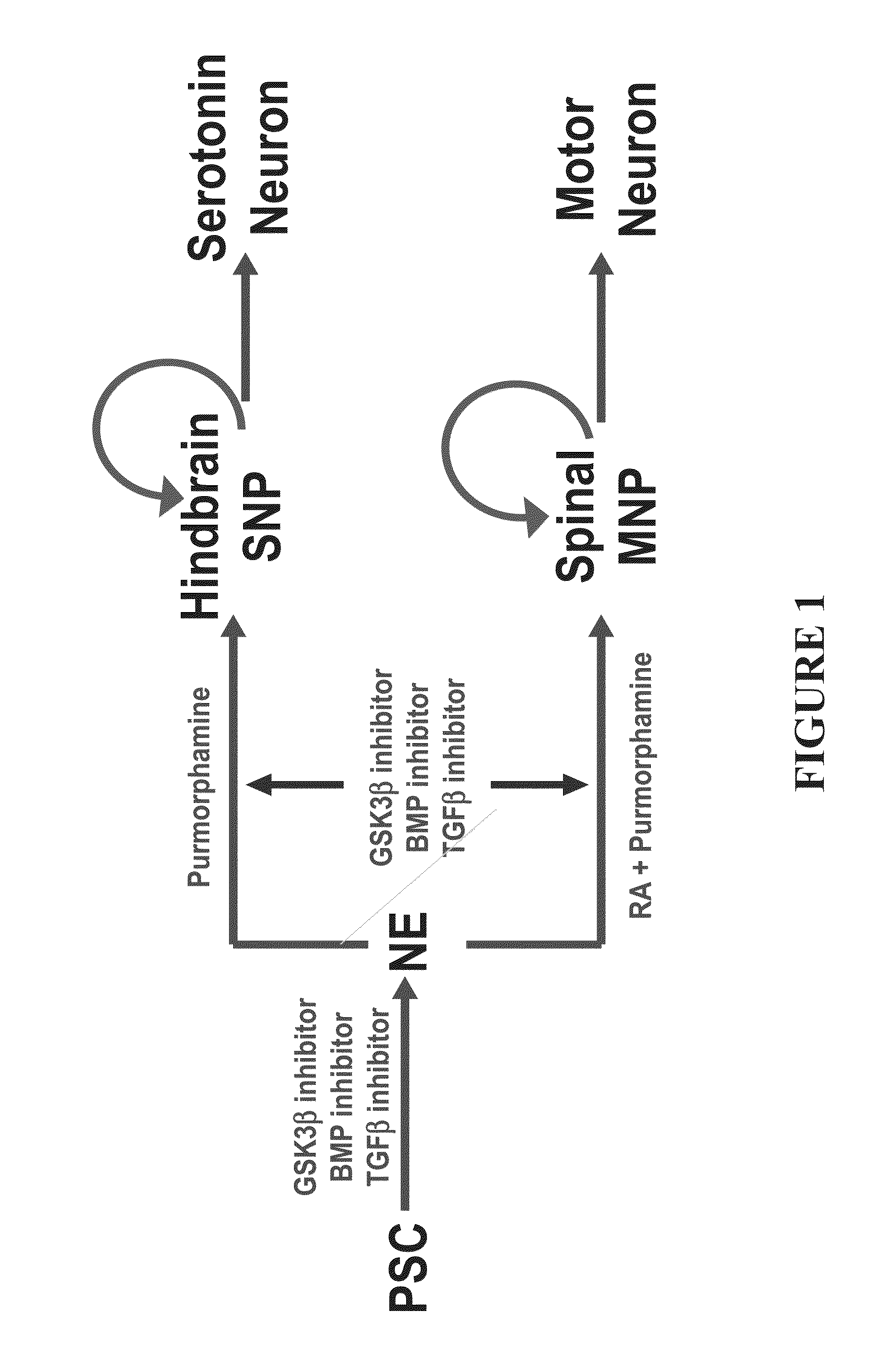 Methods of Maintaining, Expanding and Differentiating Neuronal Subtype Specific Progenitors