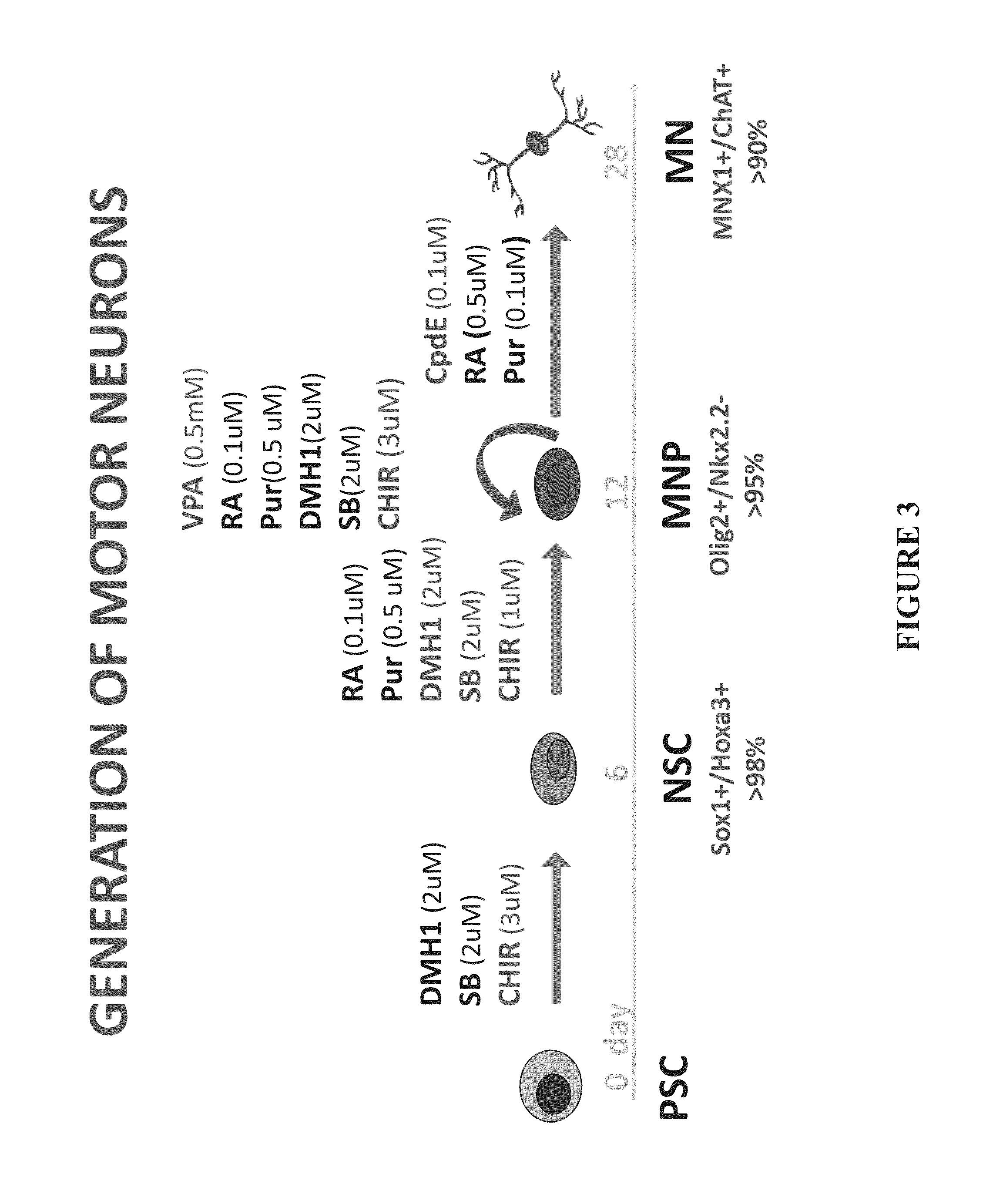 Methods of Maintaining, Expanding and Differentiating Neuronal Subtype Specific Progenitors