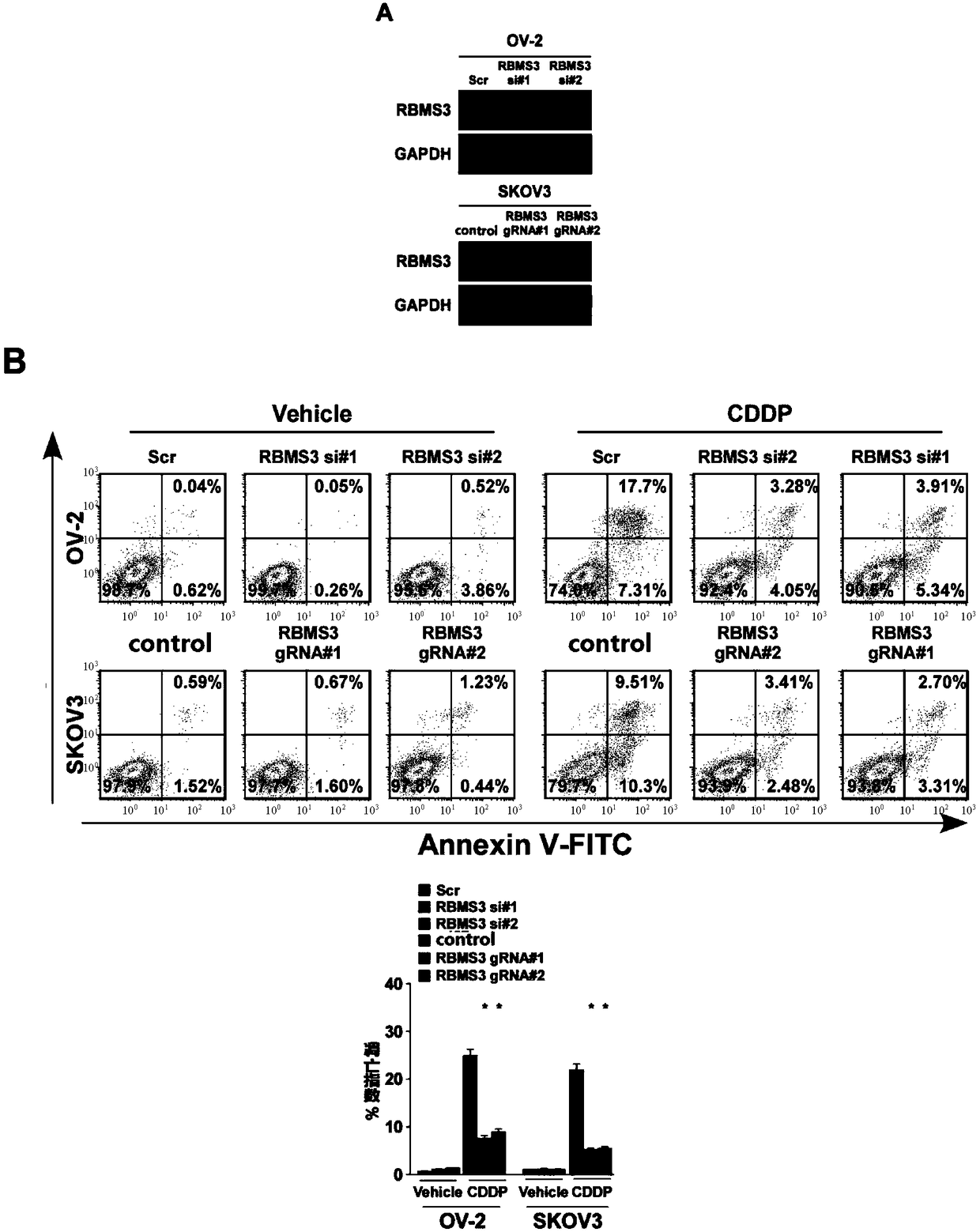 Application of RBMS3 as molecular target for tumor drug resistance detection, treatment and prognosis