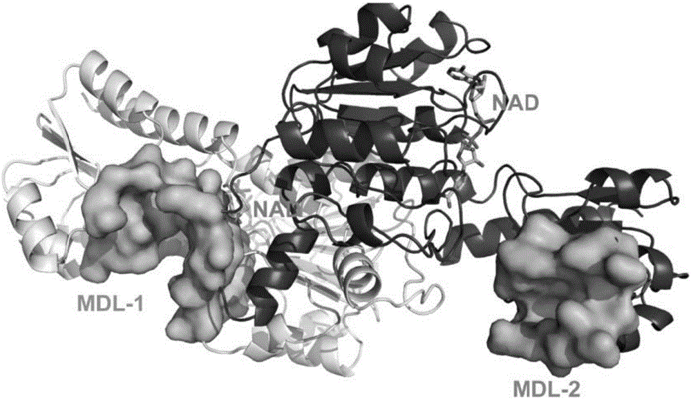 Benzoyl hydrazine allosteric inhibitor for D-3-phosphoglycerate dehydrogenase and applications of benzoyl hydrazine allosteric inhibitor