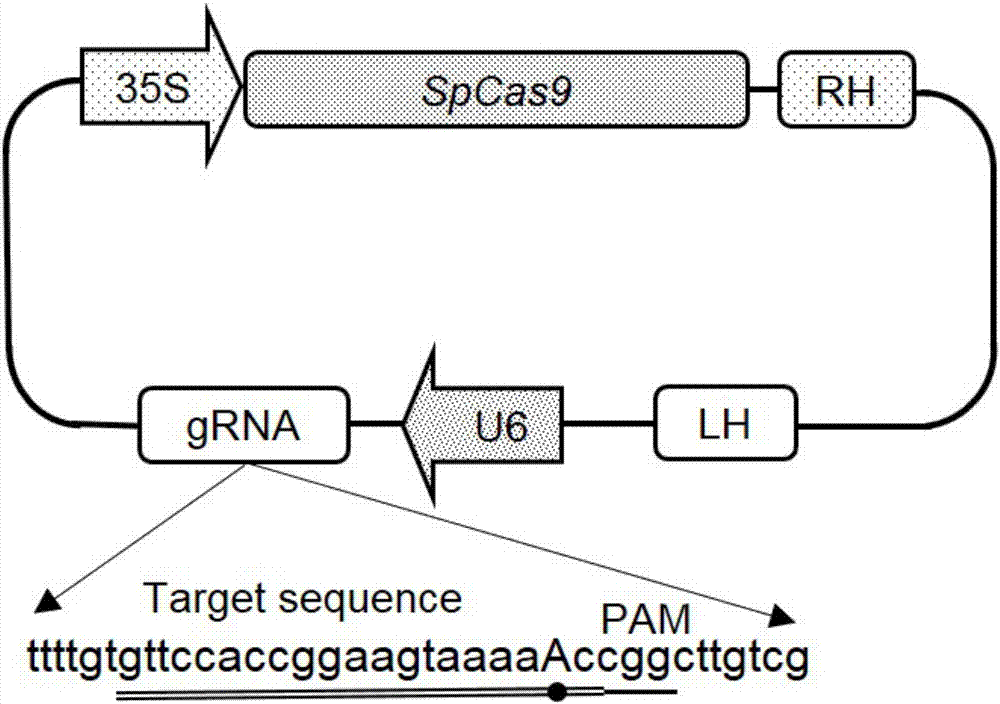 Cas9-mediated tomato gene editing vector and application thereof