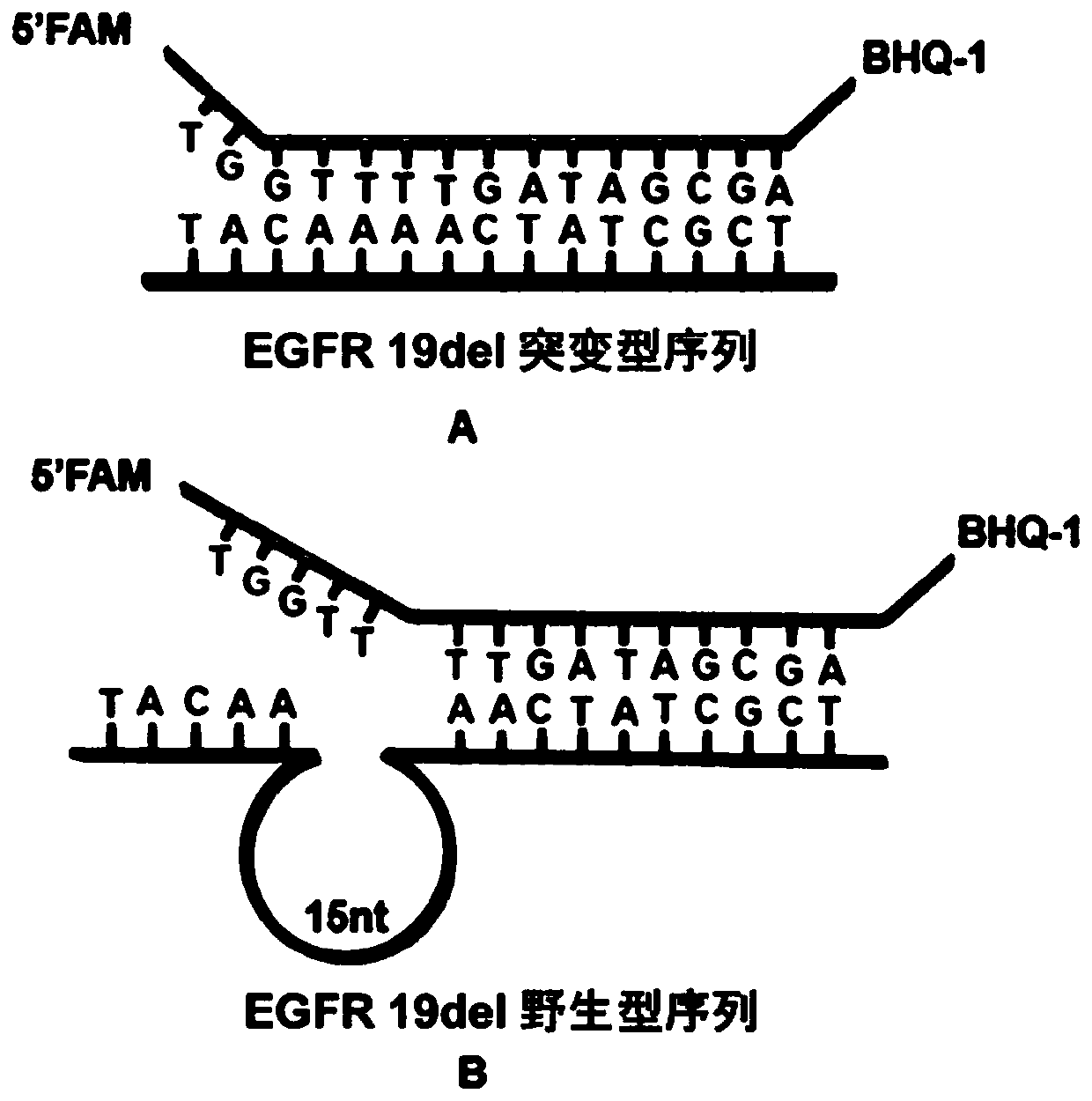Rapid fluorescence detection method for 19# exon deleted mutation of gene EGFR and application