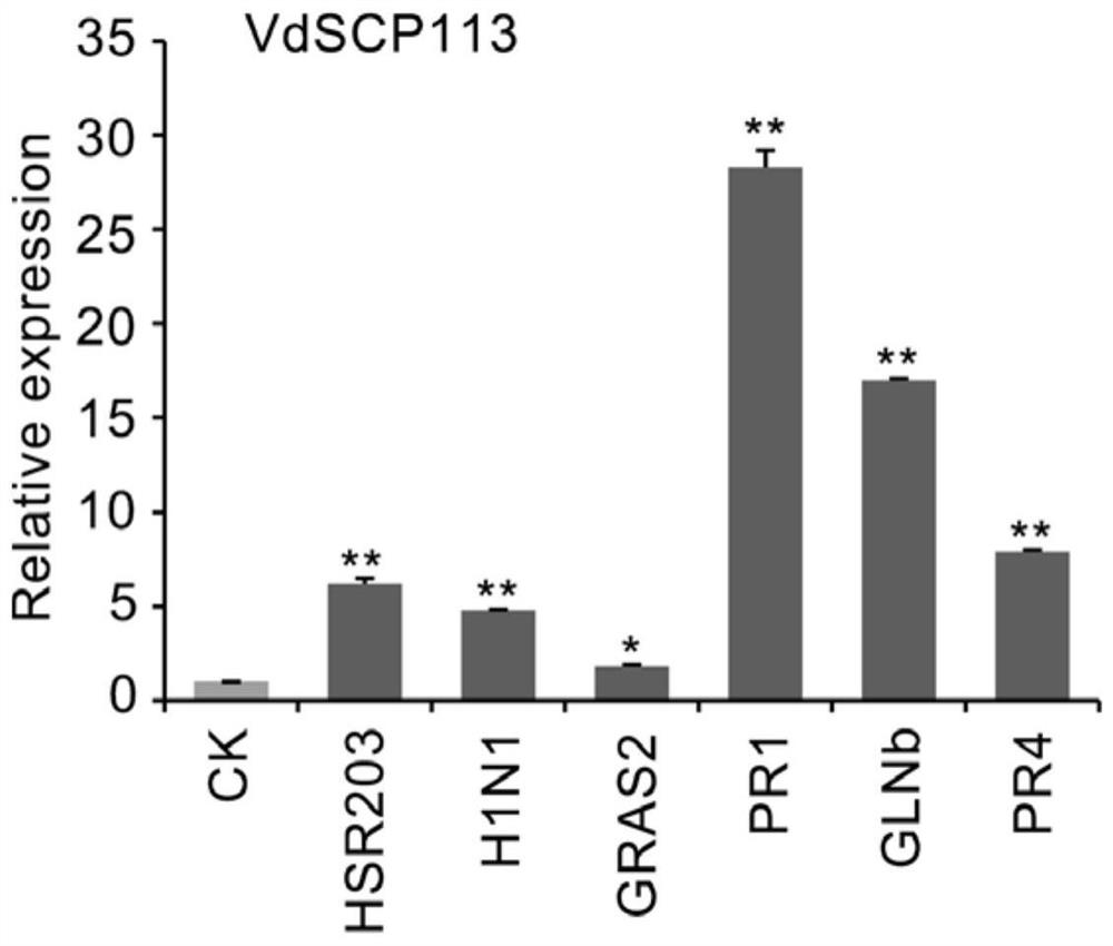 Application of a kind of Verticillium dahliae effector protein vdscp113