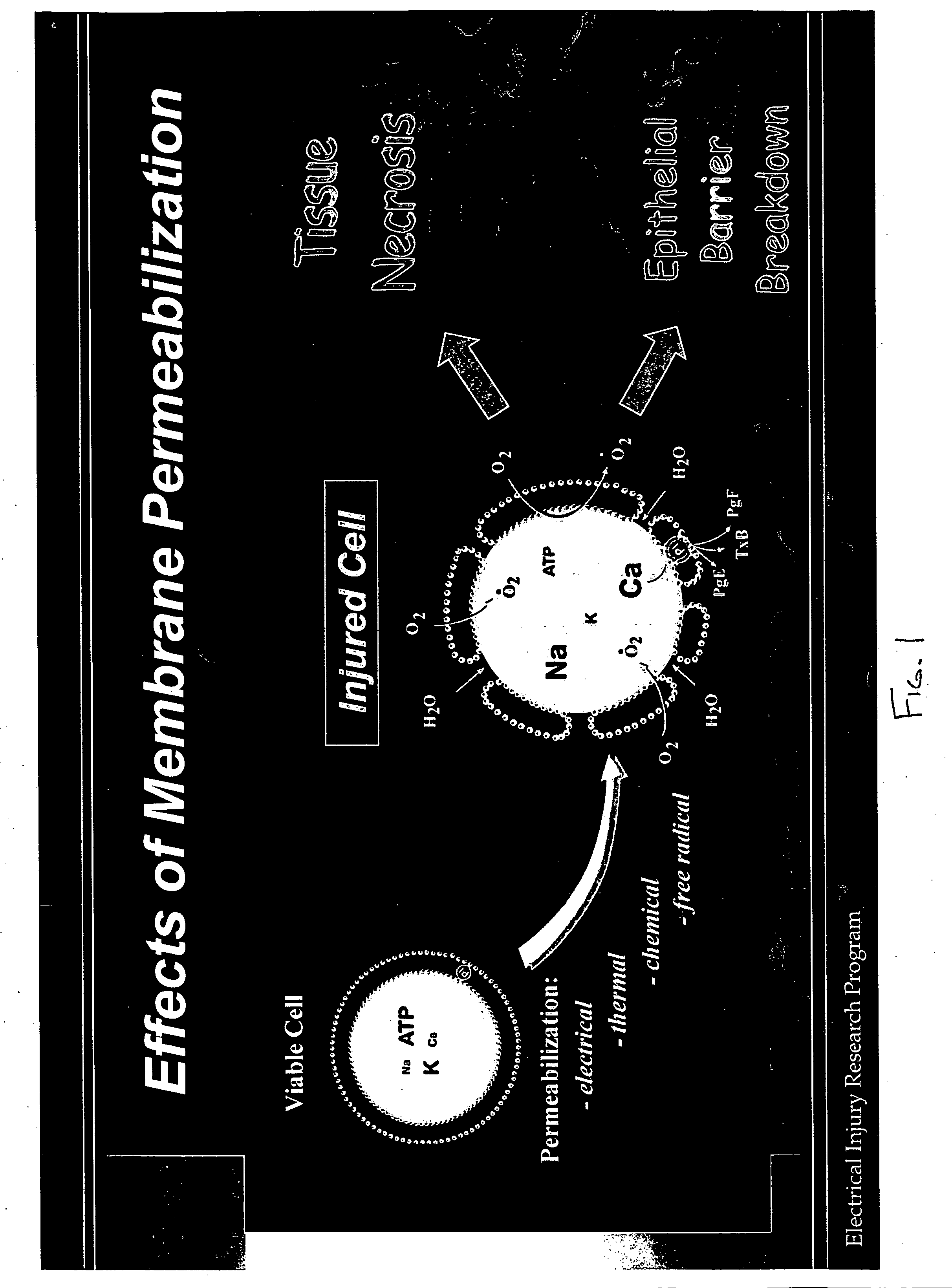 Methods and compositions for treatment of free radical injury