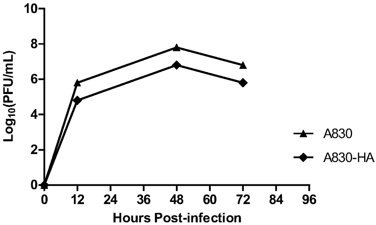 H5 subtype HA (hemagglutinin) expressing replication-defective recombinant H9N2 avian influenza virus