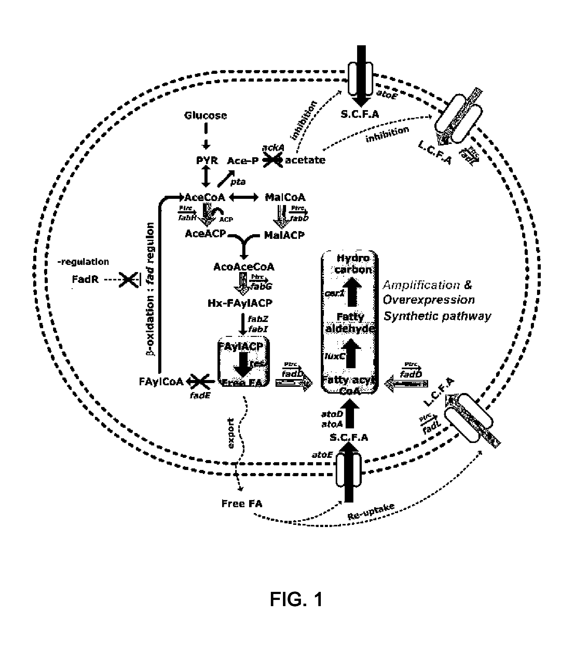 Microorganism variants  having hydrocarbon producing ability and method for producing hydrocarbon using the same