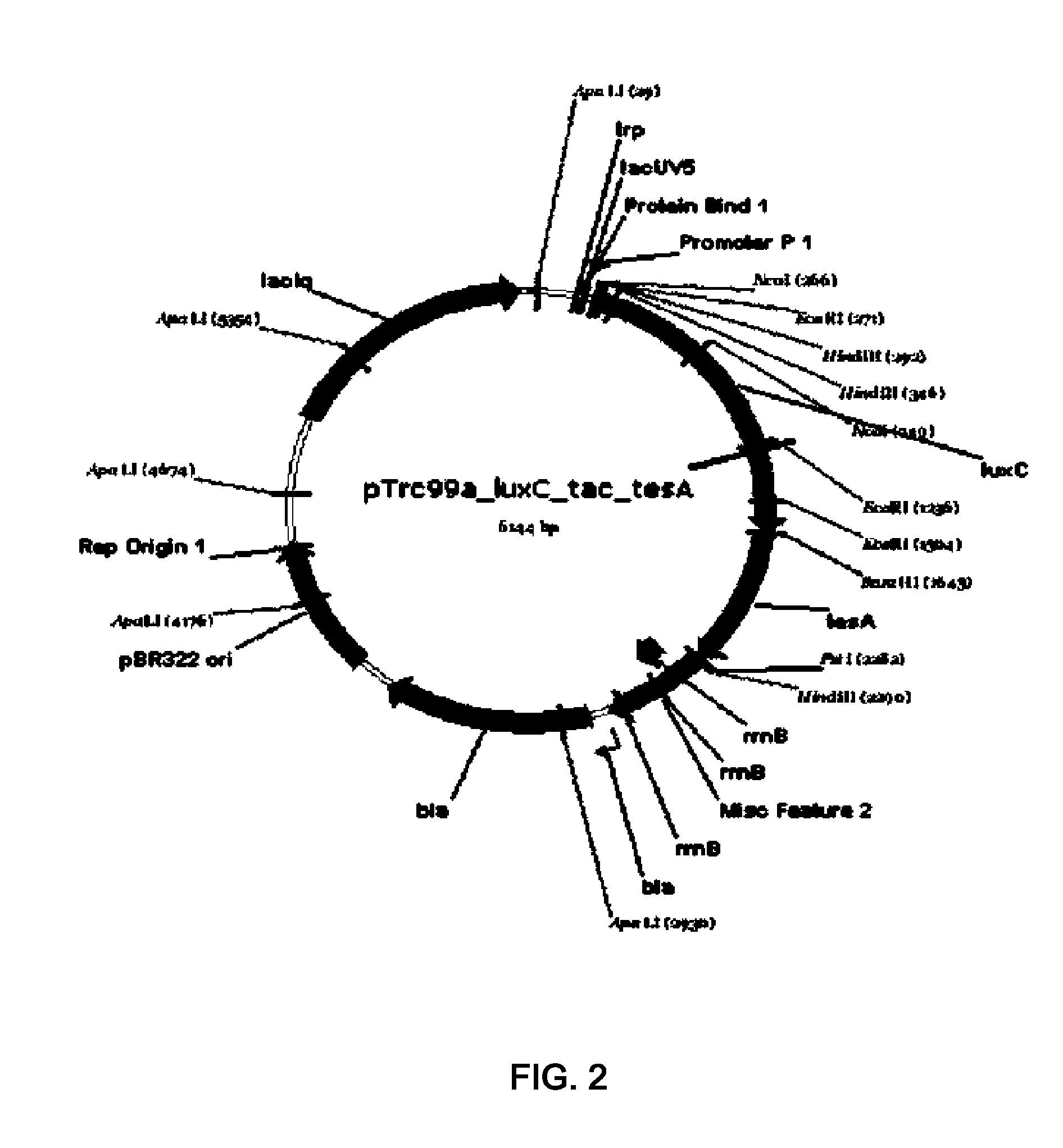 Microorganism variants  having hydrocarbon producing ability and method for producing hydrocarbon using the same