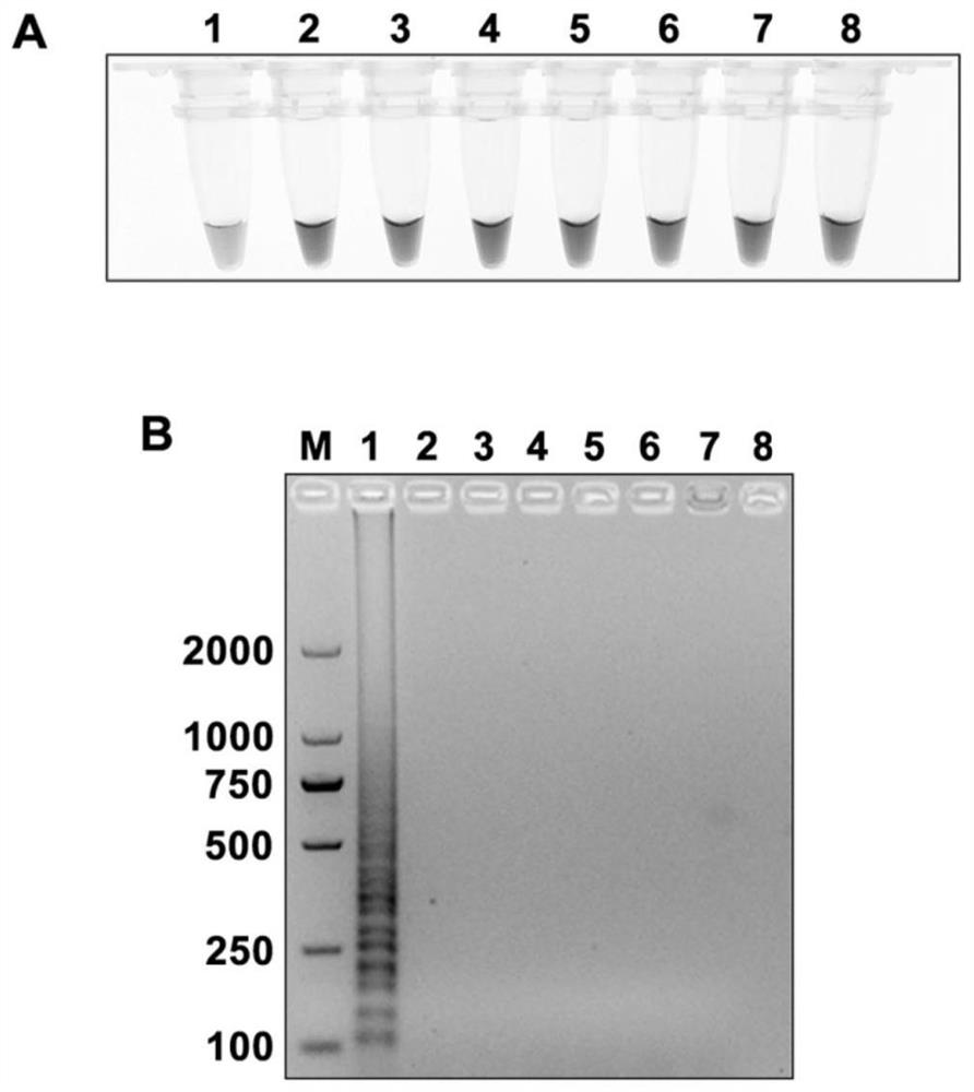 Lamp primer, kit and detection method for rapid detection of apple scab