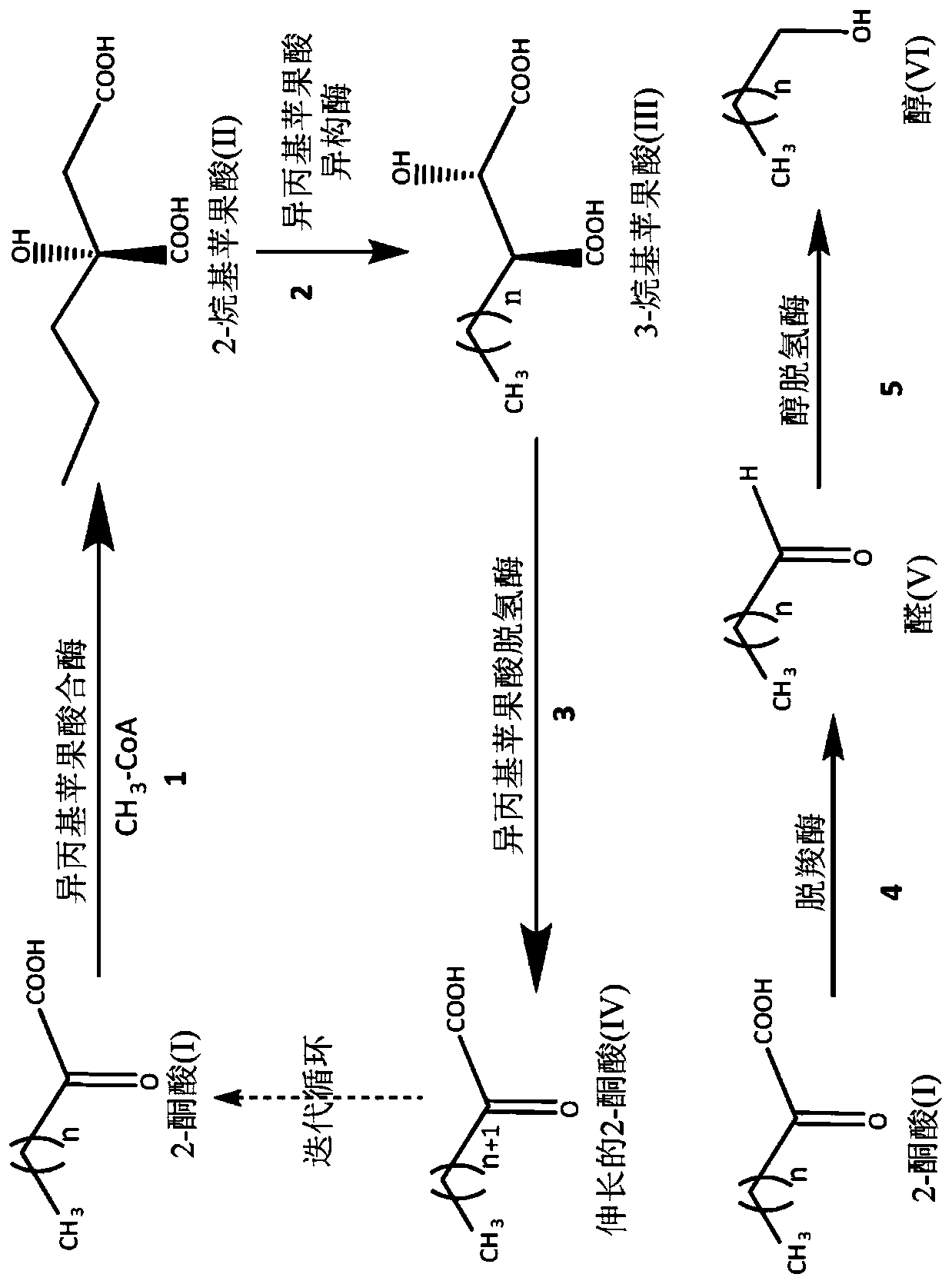 Processes to prepare elongated 2-ketoacids and C5-C10 compounds therefrom via genetic modifications to microbial metabolic pathways
