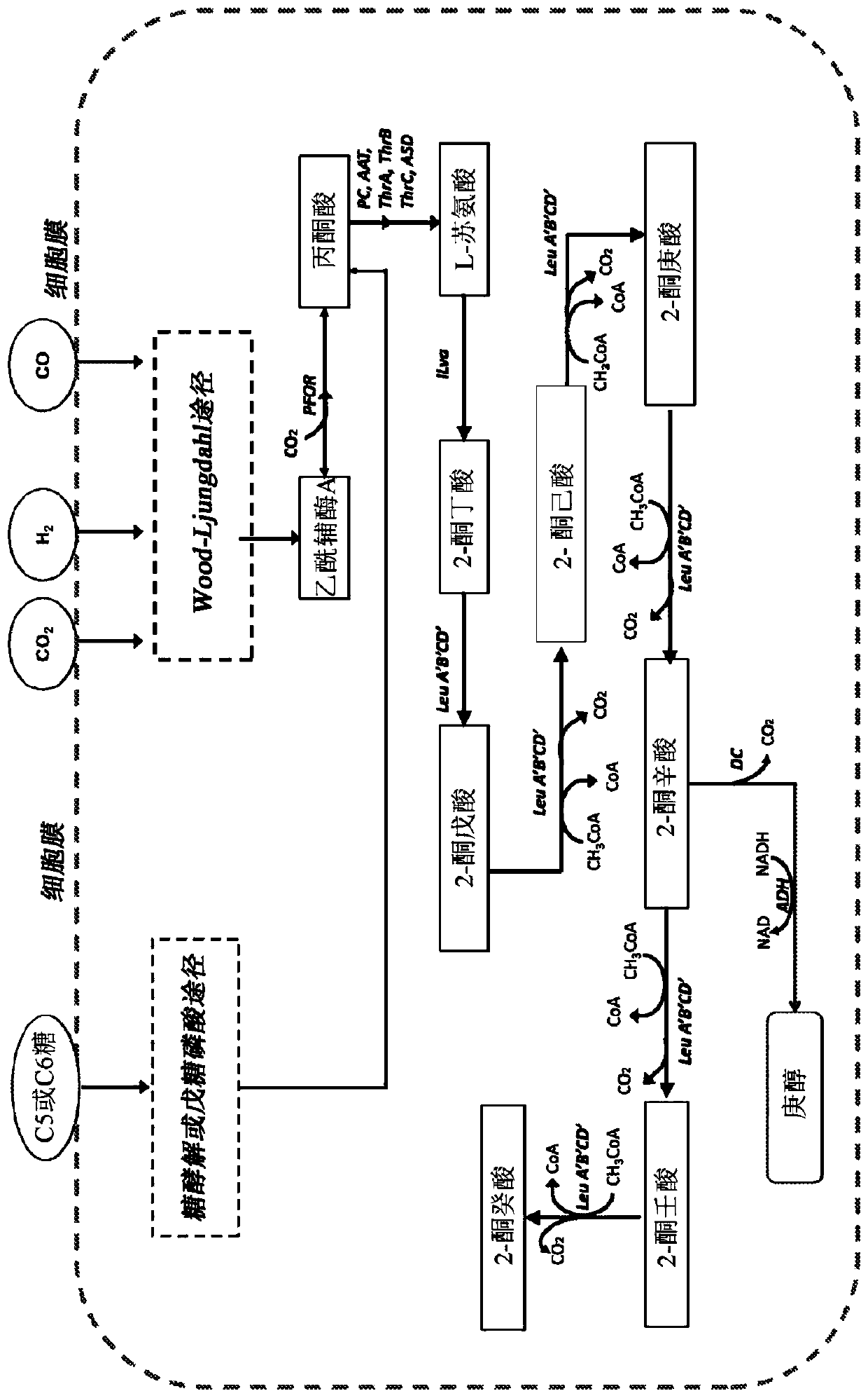 Processes to prepare elongated 2-ketoacids and C5-C10 compounds therefrom via genetic modifications to microbial metabolic pathways