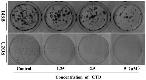 Application of cantharidin for preventing and treating osteosarcoma as miR-214-3p/Wnt/beta-Catenin signal pathway inhibitor