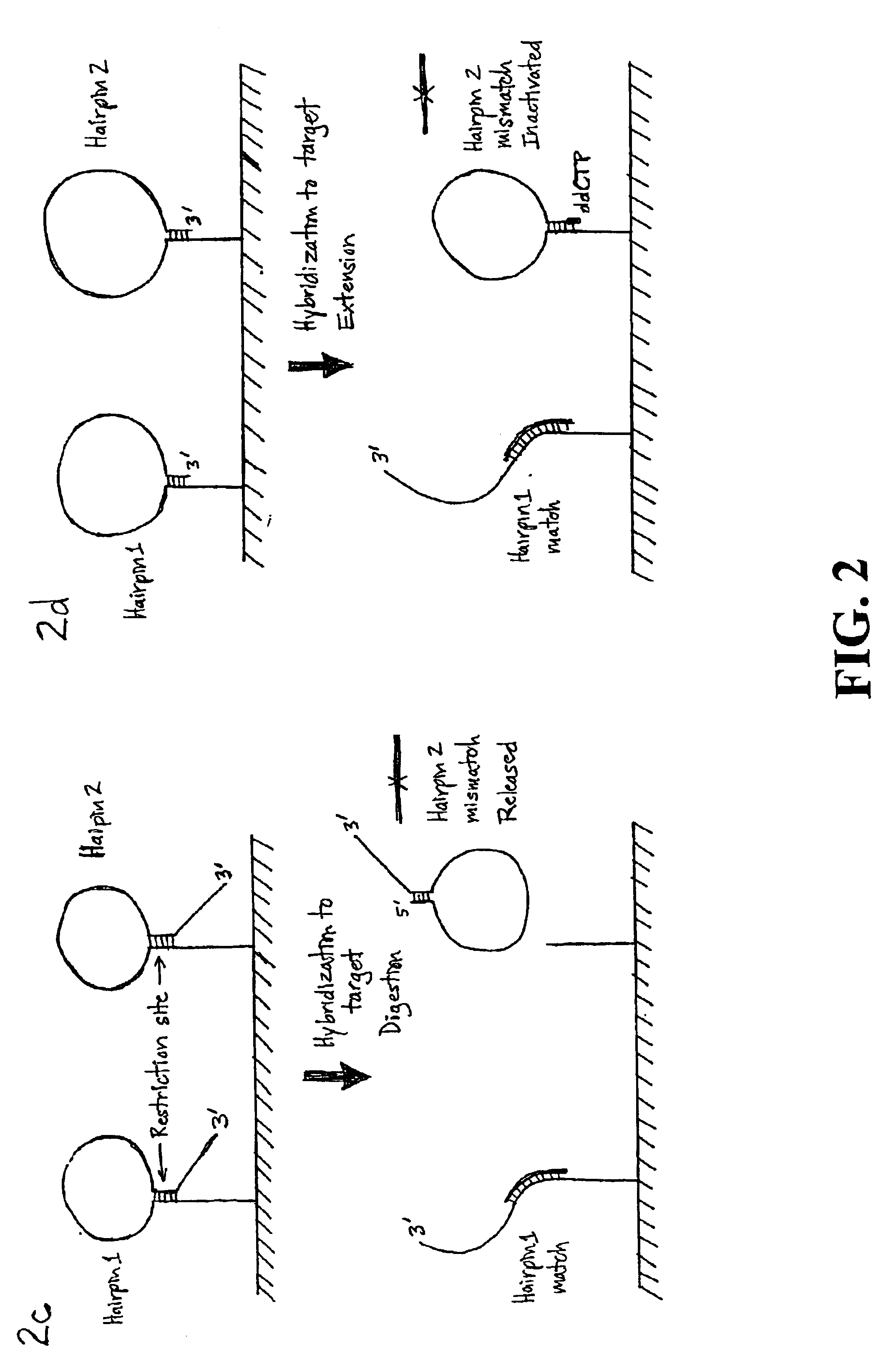Nucleic acid detection using structured probes