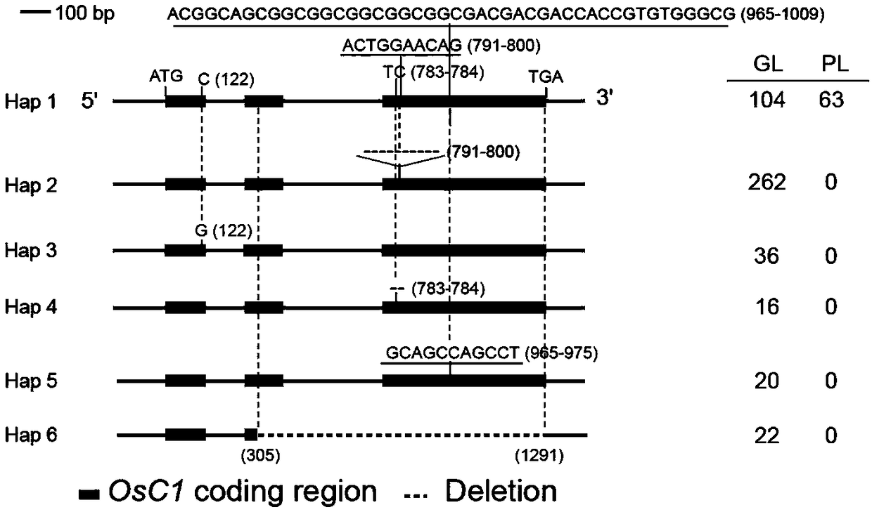 Non-functional OsC1 gene and application thereof