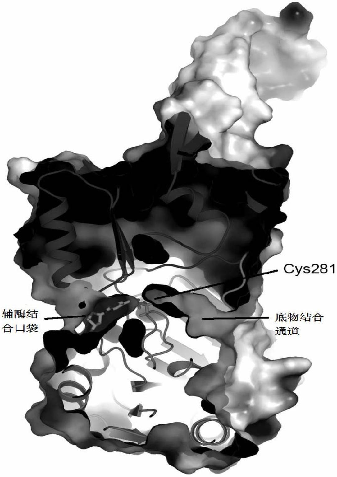 Thermophilic long-chain alkyl aldehyde dehydrogenase and crystal structure thereof