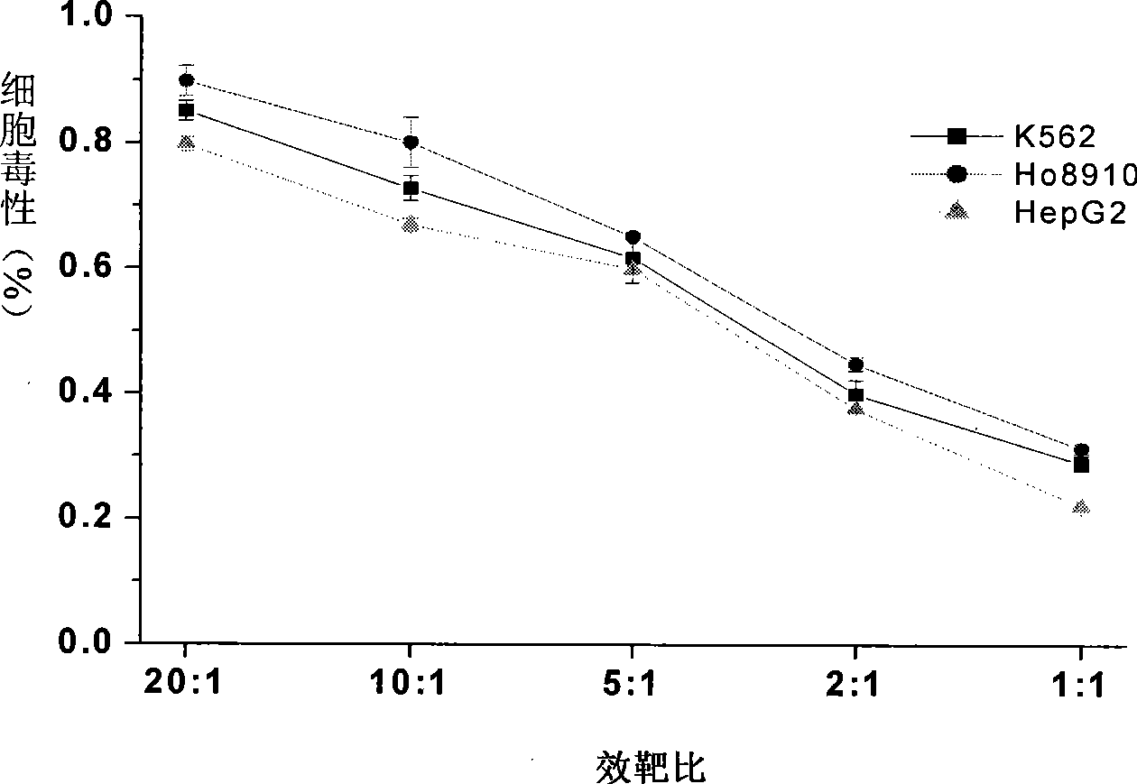 Natural killer cell and cultivation method thereof