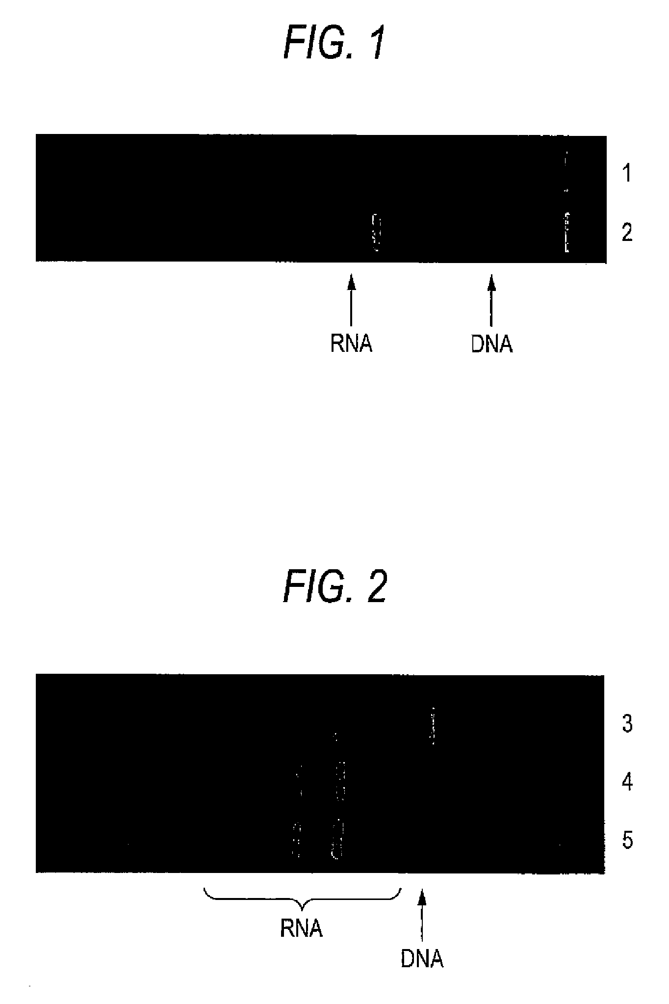 Method for seperating and purifying RNA
