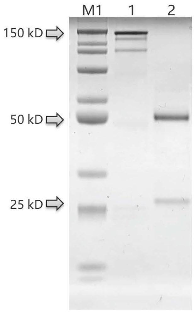 Monoclonal antibody 20D8 of anti-SARS-CoV-2 epidemic mutant strain