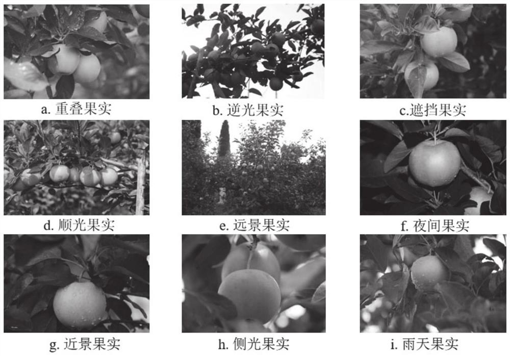 Target fruit instance segmentation method and system