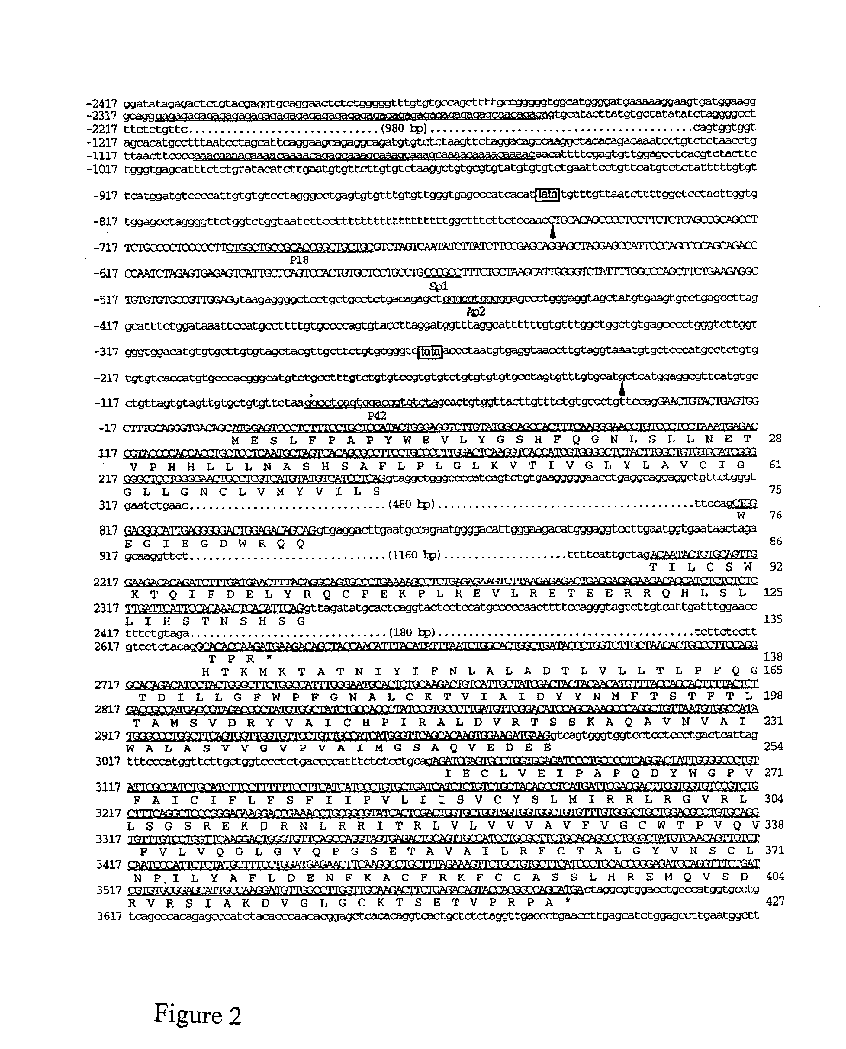 Orphanin FQ receptor nucleic acids