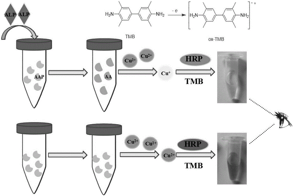 Detection method of alkaline phosphatase