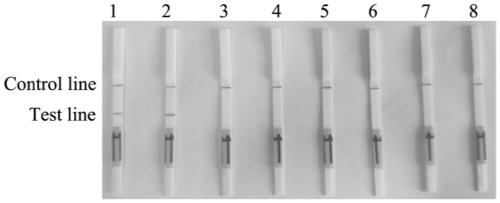 A combination of primers and probes for the detection of Fusarium solani rot based on rpa-lateral flow chromatography and its application