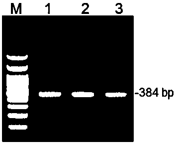 Construction method of IPEC-J2 cell with APN gene knockout