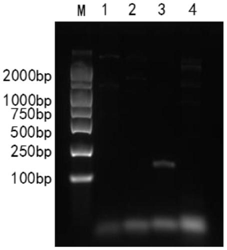 Preparation method of bacterial ghost of O24 type duck pathogenic escherichia coli