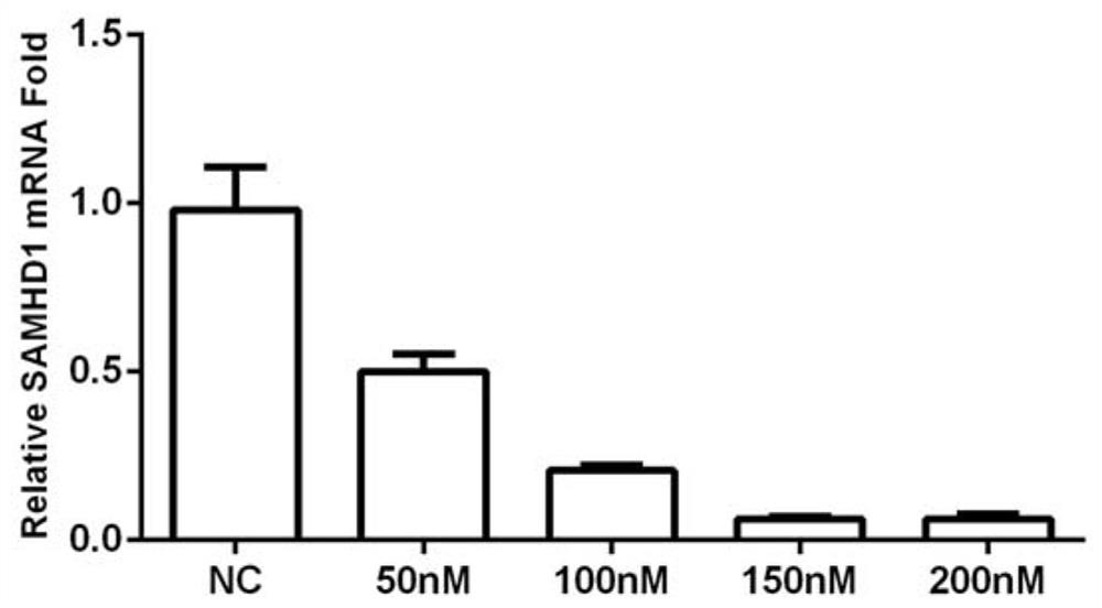 siRNA, kit and application for knocking down porcine samhd1 gene expression