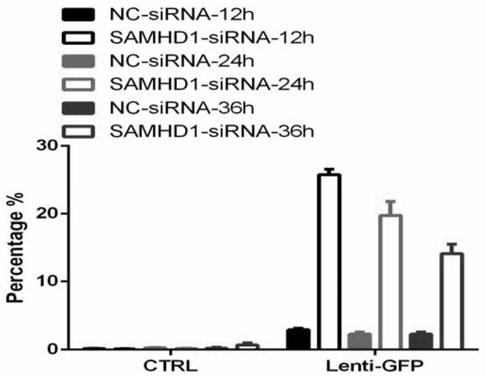 siRNA, kit and application for knocking down porcine samhd1 gene expression