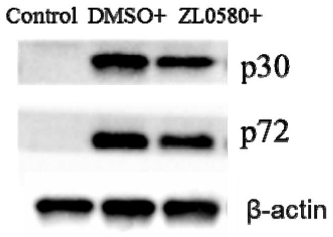 Novel application of compound zl0580 for preparing drugs for preventing or treating African swine fever