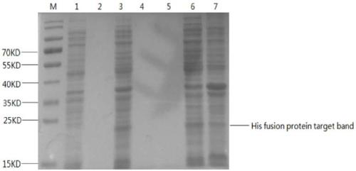 Genetic recombinant collagen-like peptide MJLGG-34 as well as preparation method and application thereof