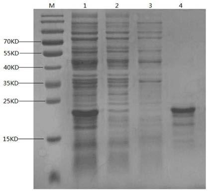 Genetic recombinant collagen-like peptide MJLGG-34 as well as preparation method and application thereof