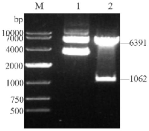 Construction and application of recombinant lactobacillus paracasei displaying porcine rotavirus VP7 protein on surfaces