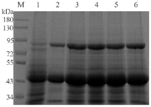 Construction and application of recombinant lactobacillus paracasei displaying porcine rotavirus VP7 protein on surfaces