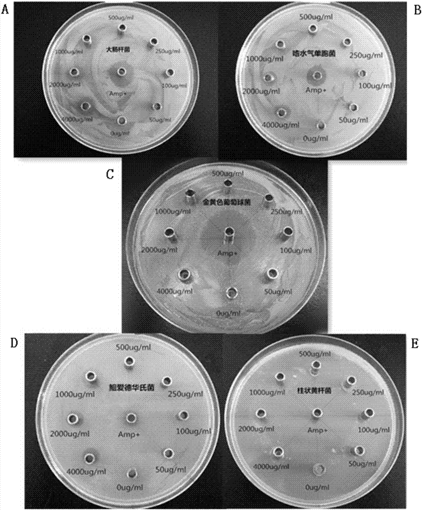 Pelteobagrus fulvidraco beta defensin gene, and beta defensin antibacterial peptide and application thereof