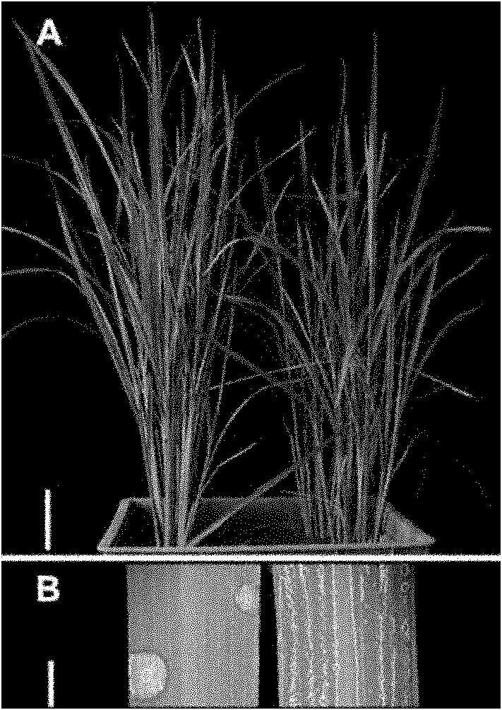 Method for culturing transgenic plant with decreased wax