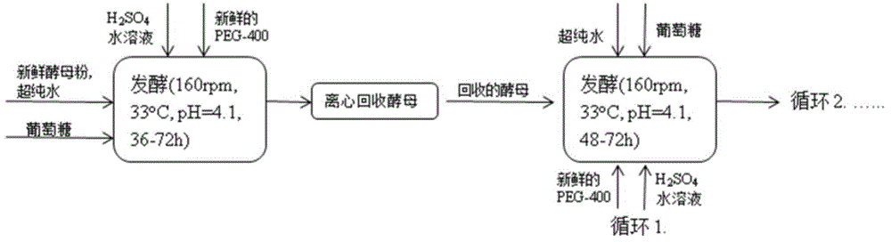 Yeast recovery technology in ultrahigh-concentration ethanol fermentation process