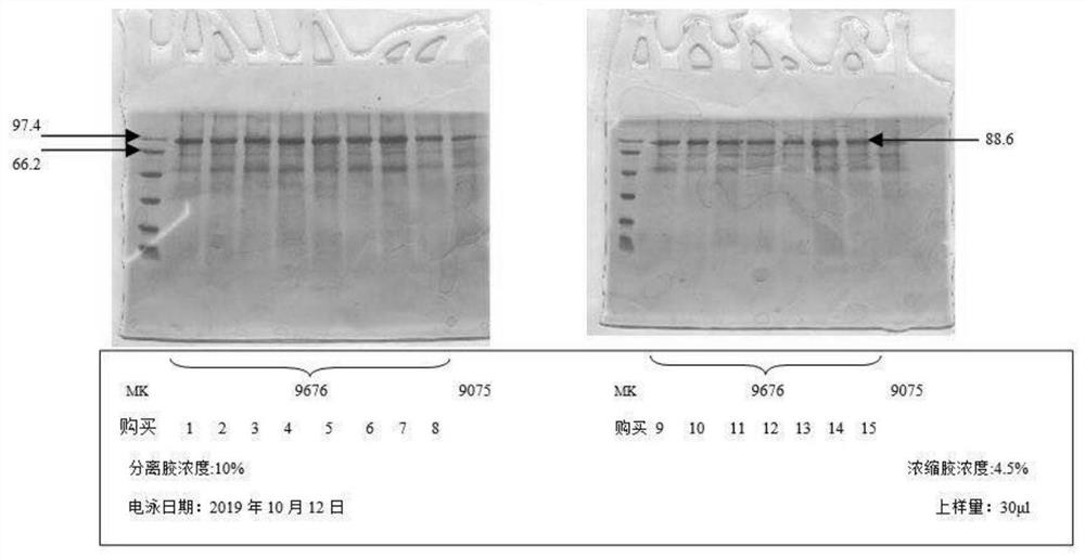 Recombinant human serum albumin-collagen binding domain fusion protein of tumor specific targeting matrix and application
