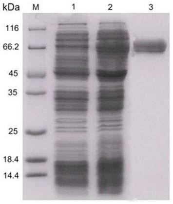 A kind of immunomodulatory polypeptide and its preparation method and application