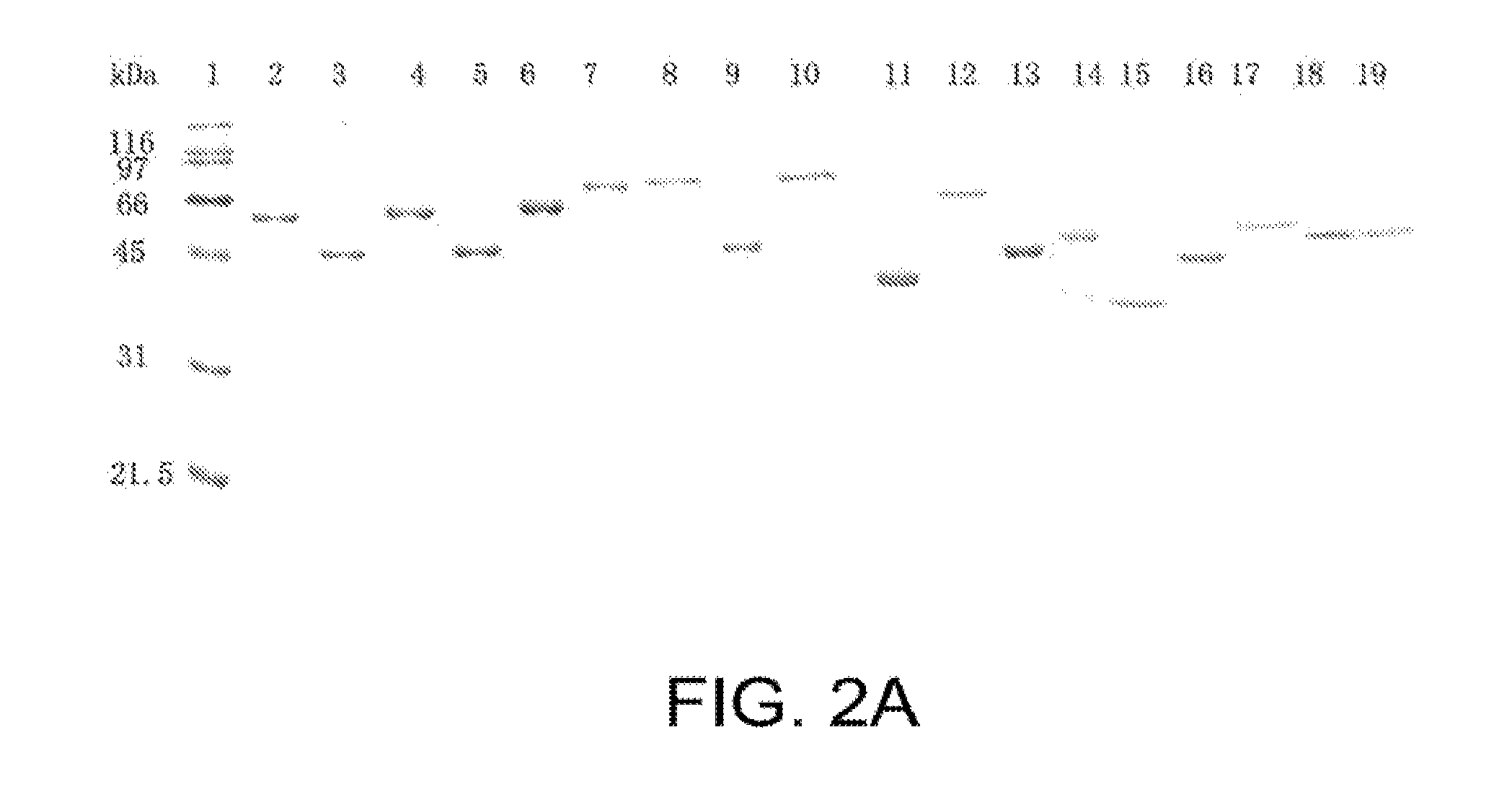 Immunogenic proteins from genome-derived outer membrane of leptospira and compositions and methods based thereon