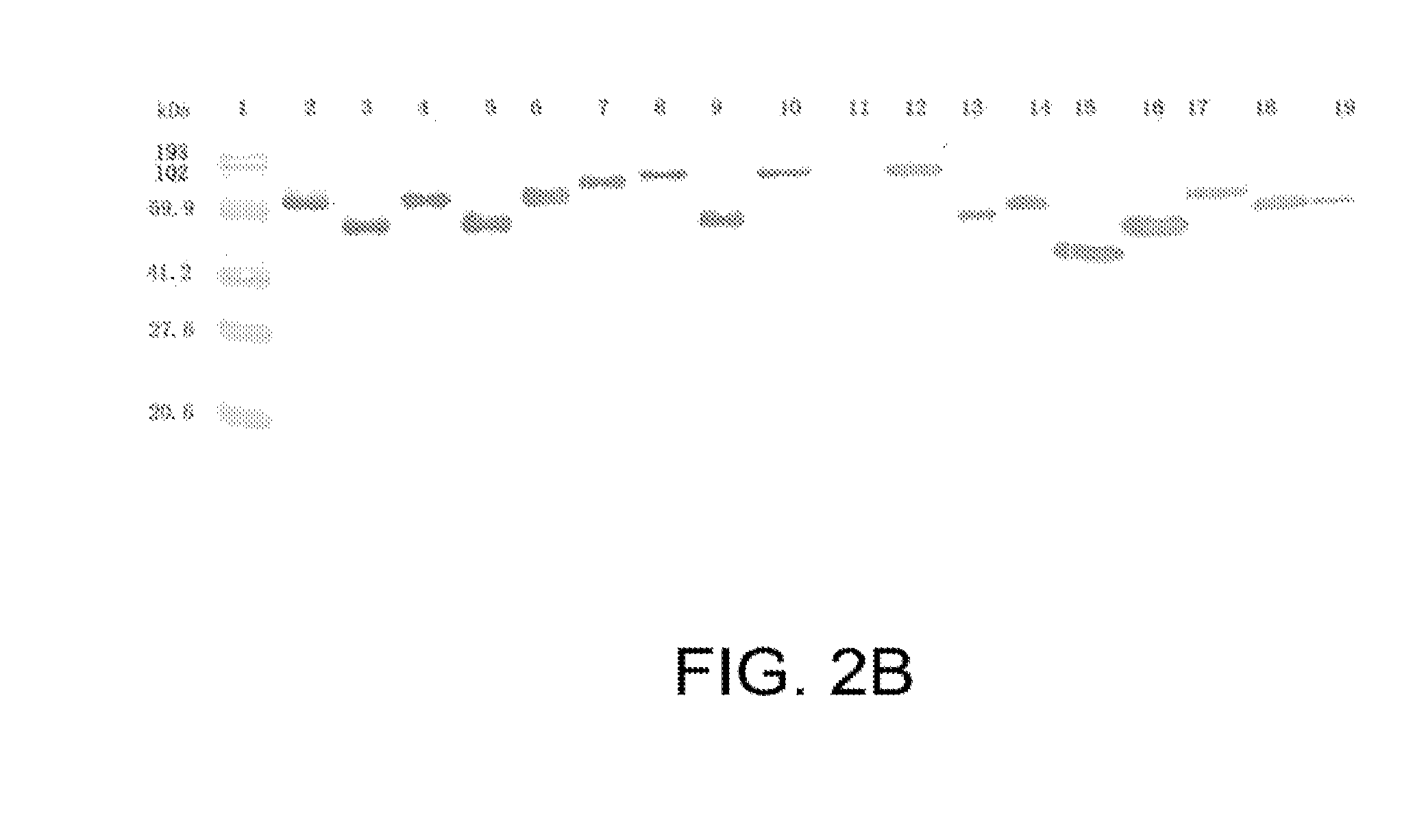 Immunogenic proteins from genome-derived outer membrane of leptospira and compositions and methods based thereon