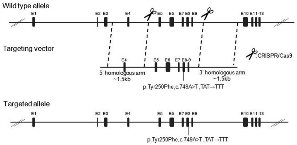 Targeting vector for Stap2 gene point mutation knock-in mode mouse and construction method