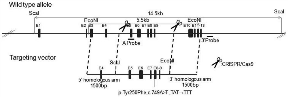 Targeting vector for Stap2 gene point mutation knock-in mode mouse and construction method