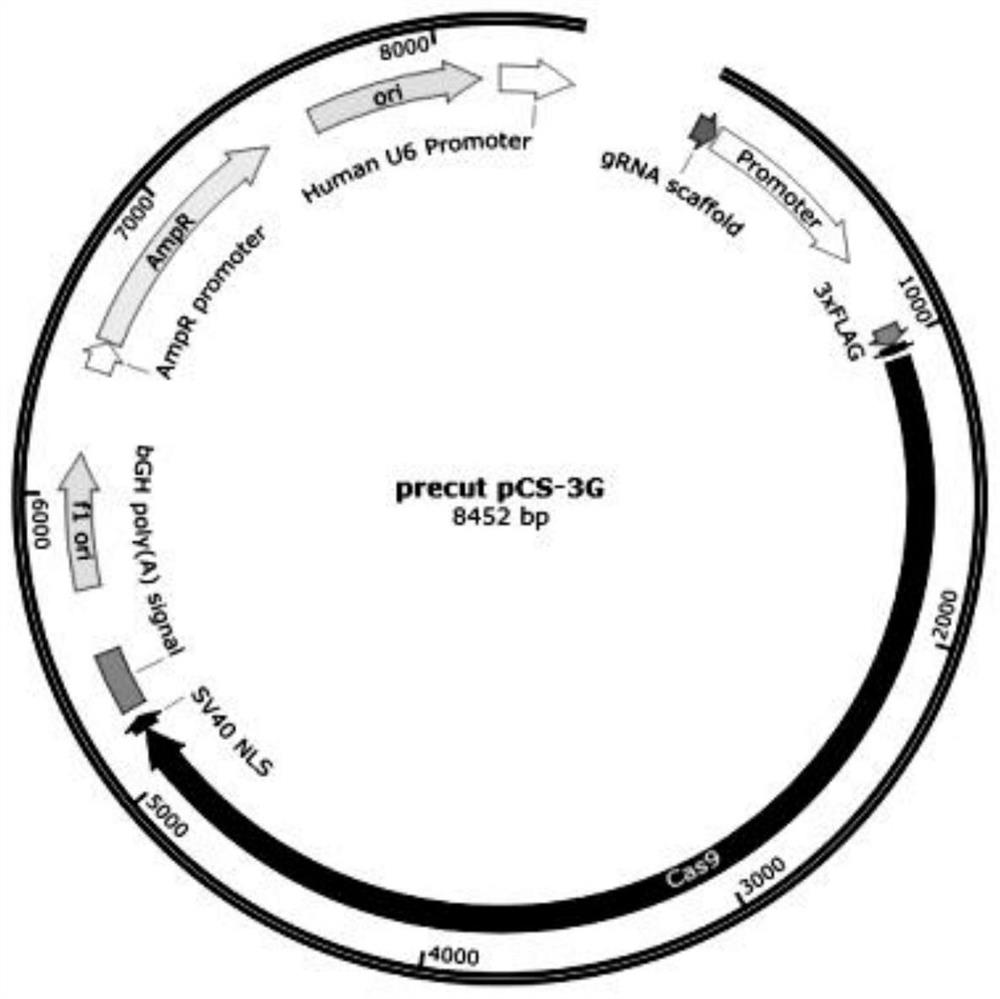 Targeting vector for Stap2 gene point mutation knock-in mode mouse and construction method