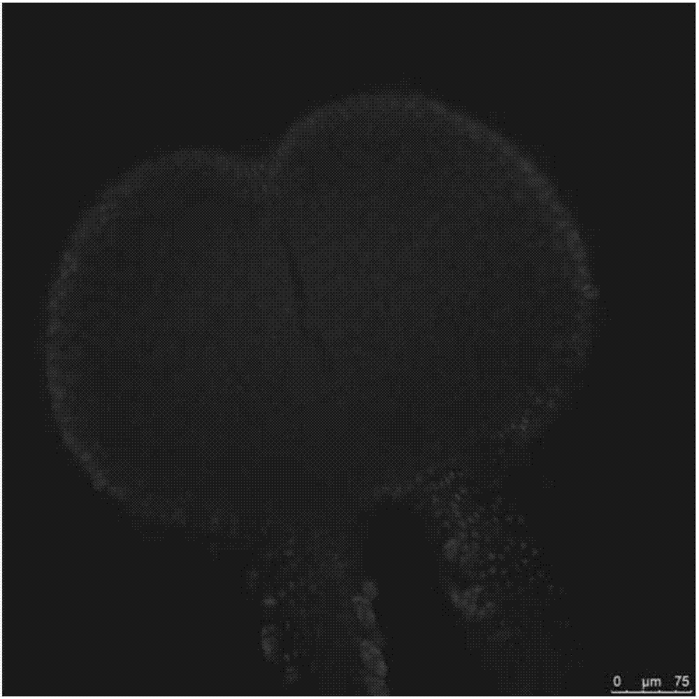 Method for observing Tilletia controversa Kuhn (TCK) infected Triticum aestivum ovaries