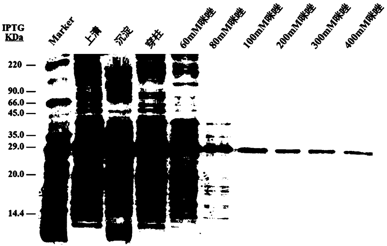 Lotus latent virus double-antibody sandwich enzyme-linked immunosorbent assay (ELISA) kit and preparation and detection methods